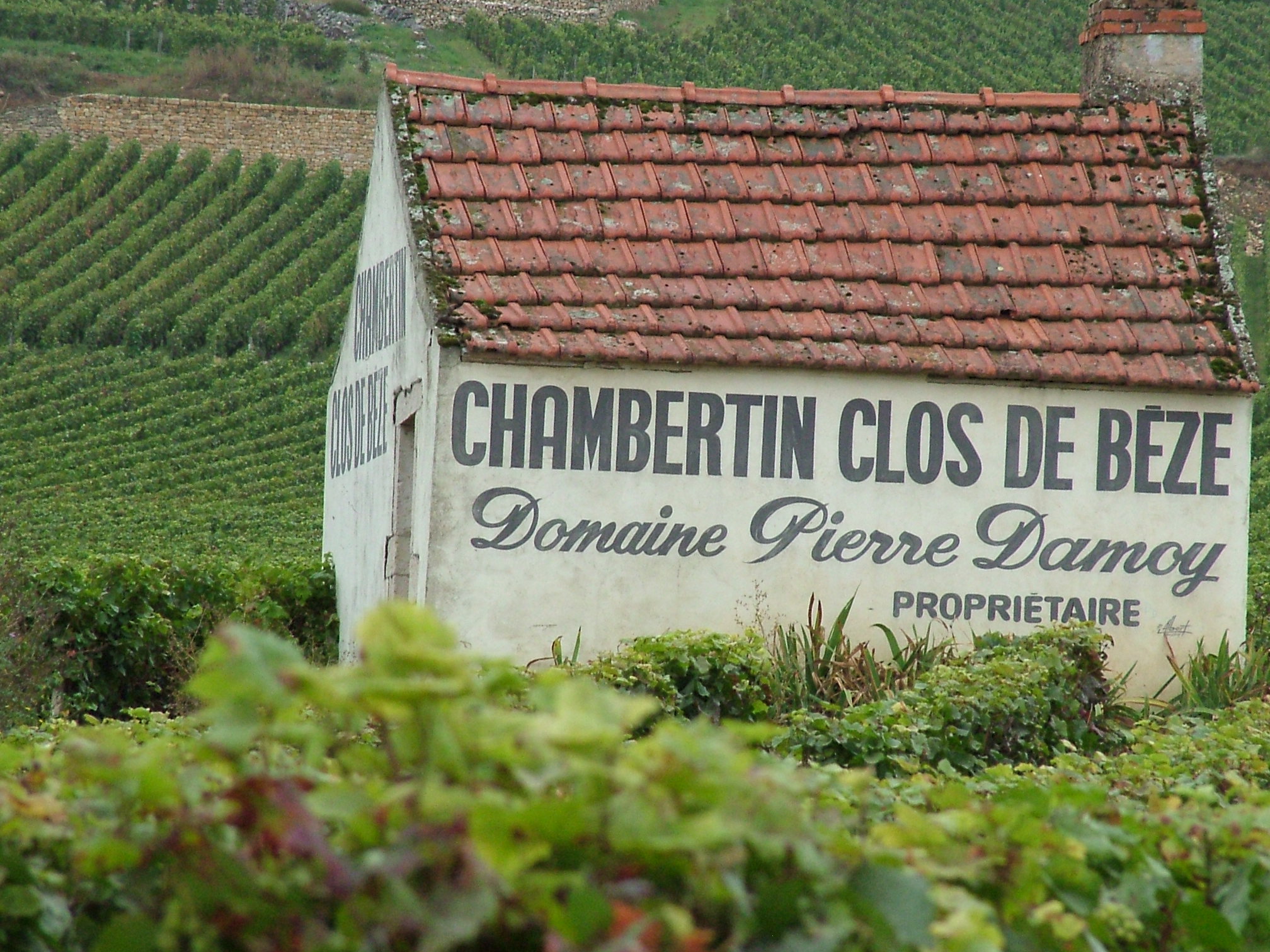 Chambertin_Clos_de_beze_Domaine_Pierre_Damoy_vineyard