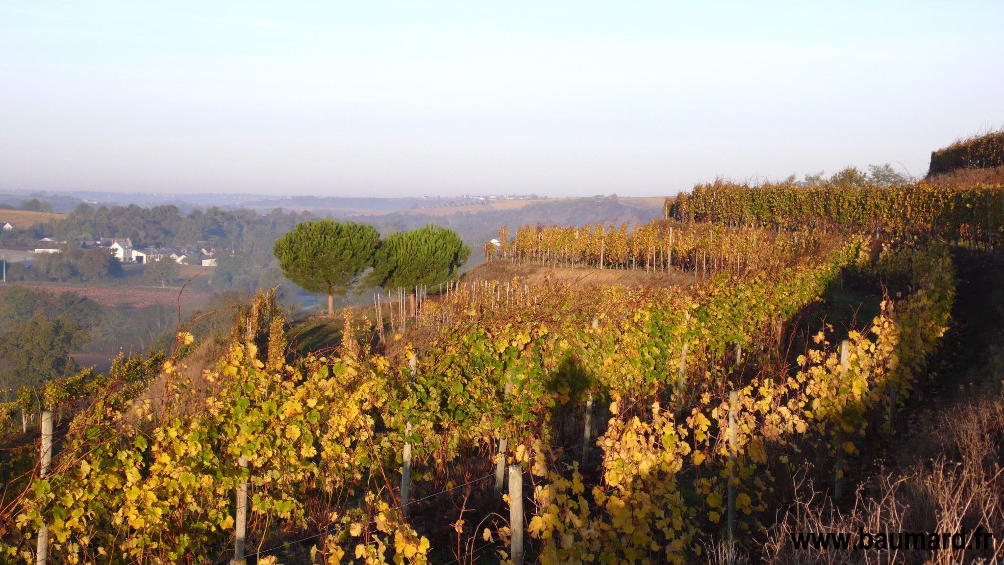 baumard vineyard